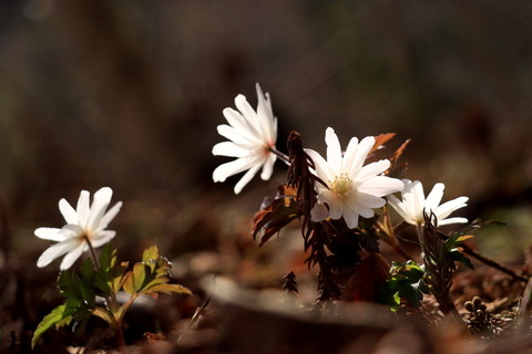 栃木県北の山麓で花散歩！