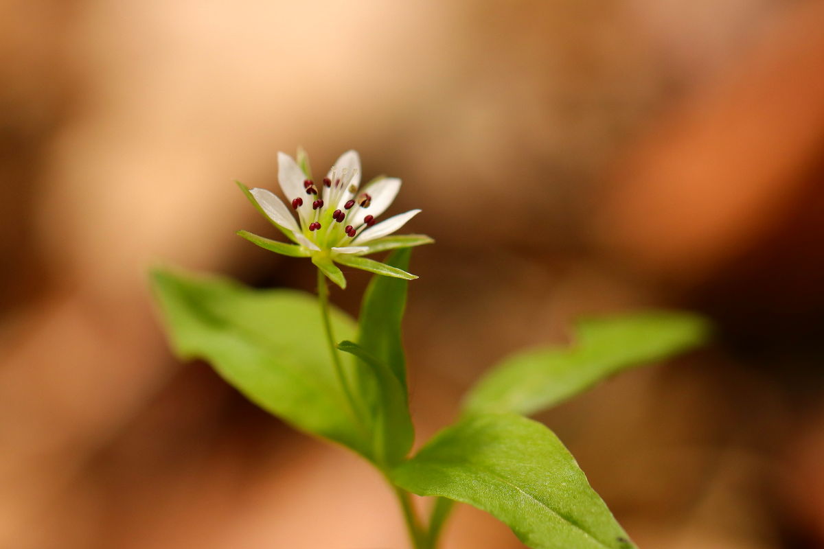 里山散歩 みちくさんぽ 人生道草散歩