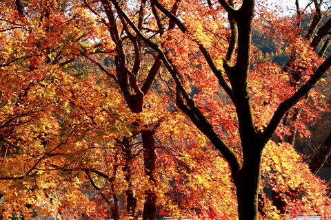 古賀志山_357_2022.11.18