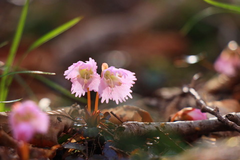 山麓の里山で花散歩！