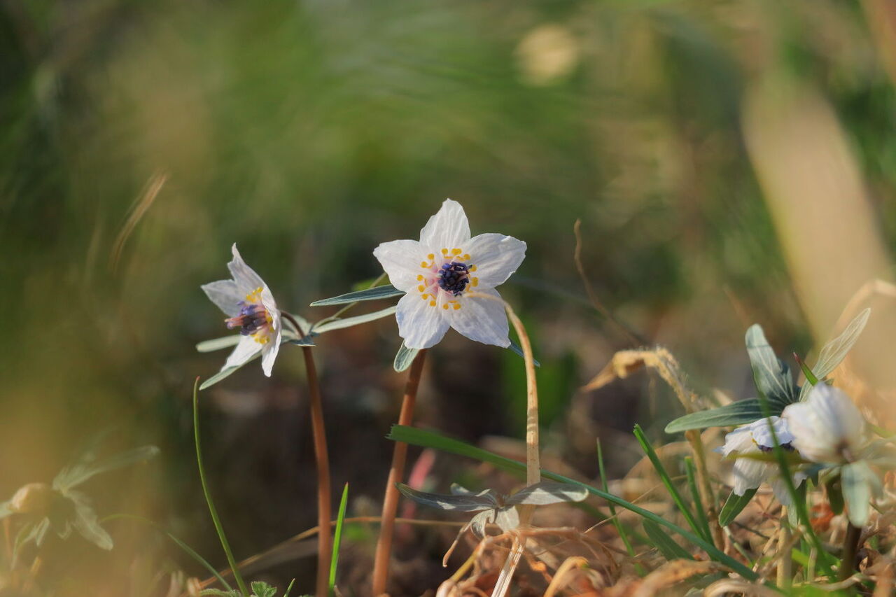 黄花節分草とコセリバオウレンと遊ぶ 星野町でお散歩 みちくさんぽ 人生道草散歩