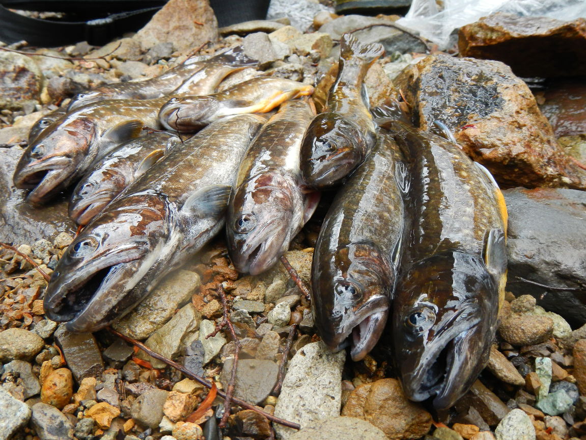 岩魚を求めて早春の渓 栃木県北kt沢 みちくさんぽ 人生道草散歩 岩魚を求めて早春の渓 栃木県北kt沢 みちくさんぽ 人生道草散歩
