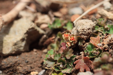 もみじ谷のお花は数日早かった😅