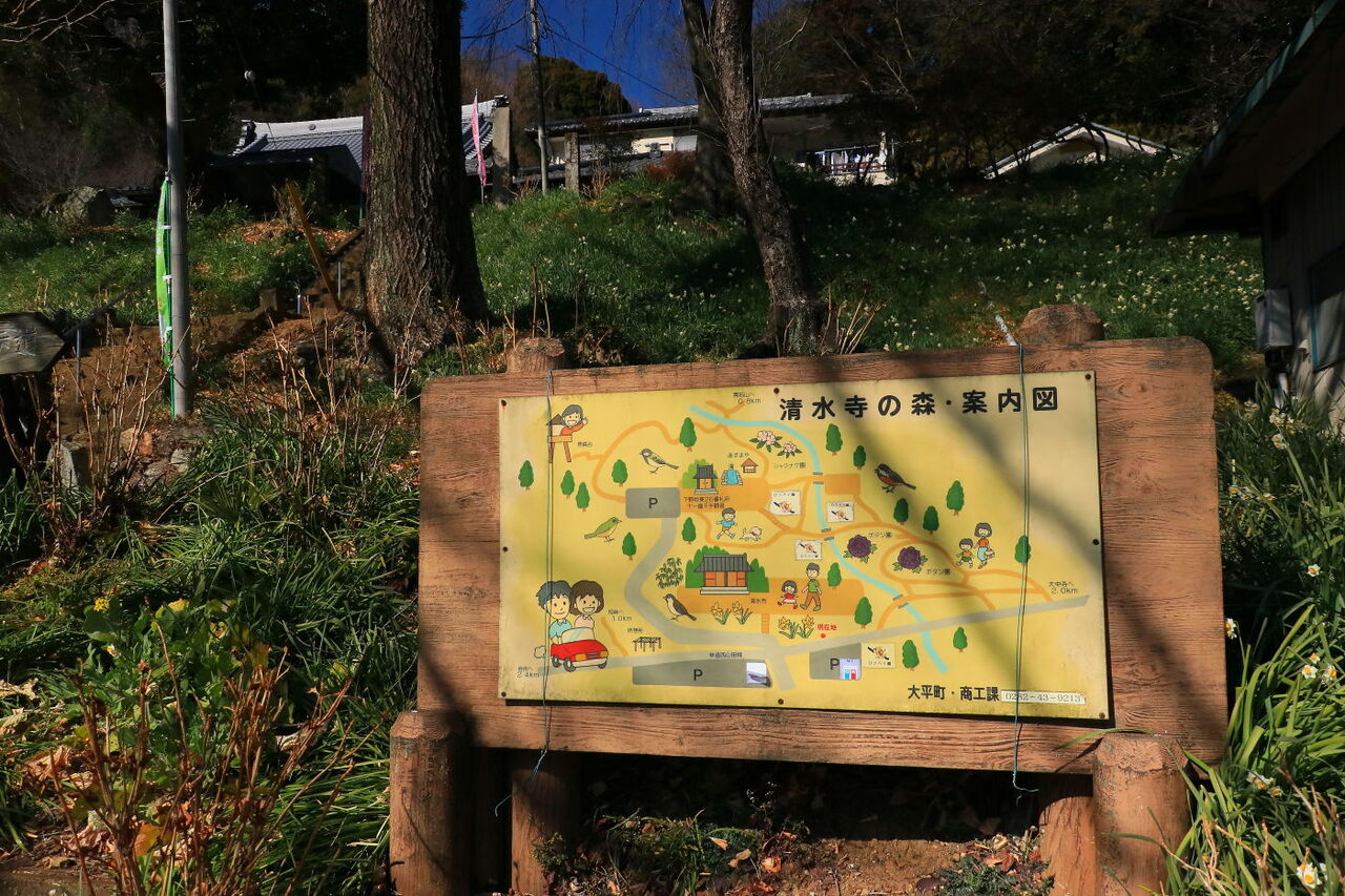 清水寺でスイセンと戯れる 栃木県栃木市大平町 みちくさんぽ 人生道草散歩