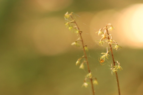 🌼ヒトツボクロ！