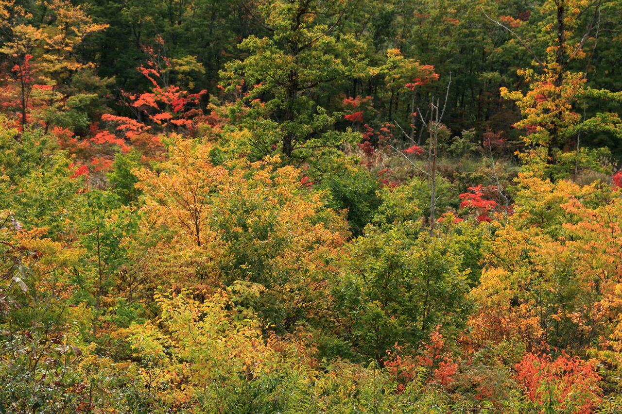 秋の紅葉は足早に迫る！（福島県下郷町in観音沼森林公園） : みちくさ