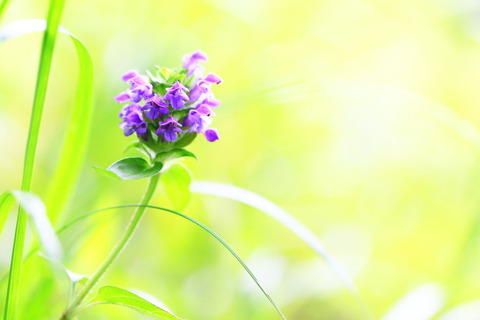 ツチアケビ開花しました！（大沼とヨシ園地）