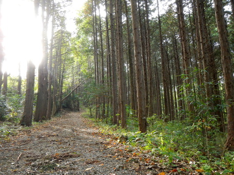 20131103かたおかの森_011