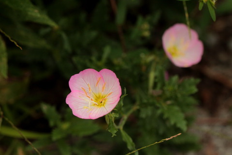 里山の森_20.09.26_013