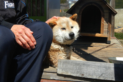 味噌つくりの🐕