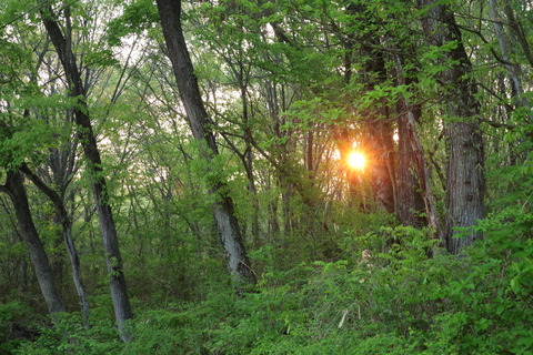 ”あさんぽ！””やってみました(*^^)v！