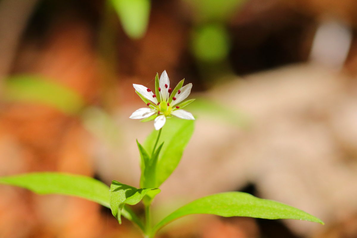 里山散歩 みちくさんぽ 人生道草散歩