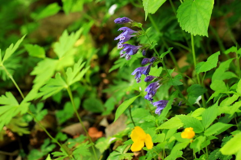 裏八溝_19.05.13_121