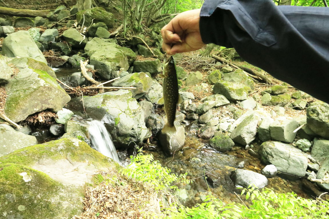 st沢で渓流釣り 岩魚の宝庫にて入れ掛かり みちくさんぽ 人生道草散歩 st沢で渓流釣り 岩魚の宝庫にて入れ掛かり みちくさんぽ 人生道草散歩