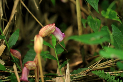 里山の森_20.09.05_610