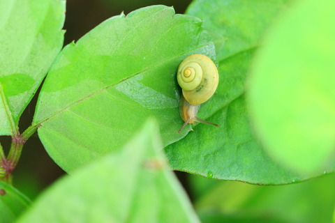 雨上がりの午後は、虫たちの楽園（里山散歩！）