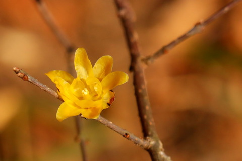 今季お初の春のお花が香る！（筑波山梅林・梅の花と蝋梅と）