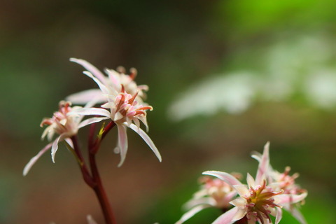 そこは、セリバとコセリバが混在する森だった！