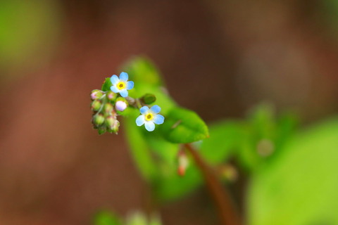 里山の森_20.04.12_009