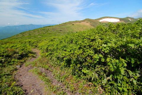 栗駒山_20.06.18_530