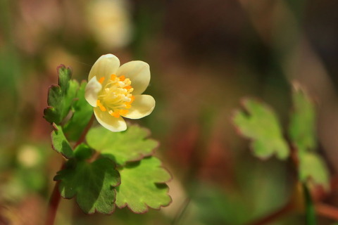 トウゴクサバナノオ＆🌼😸の👀！（inもみじ谷😊）
