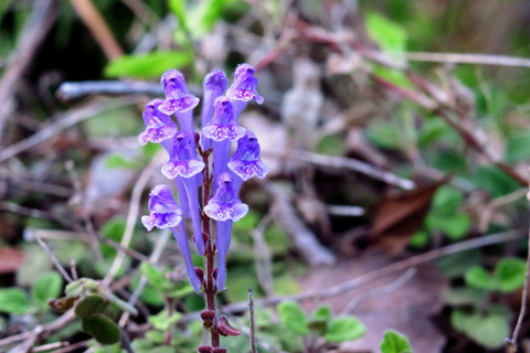 里山の森2016_0501_041