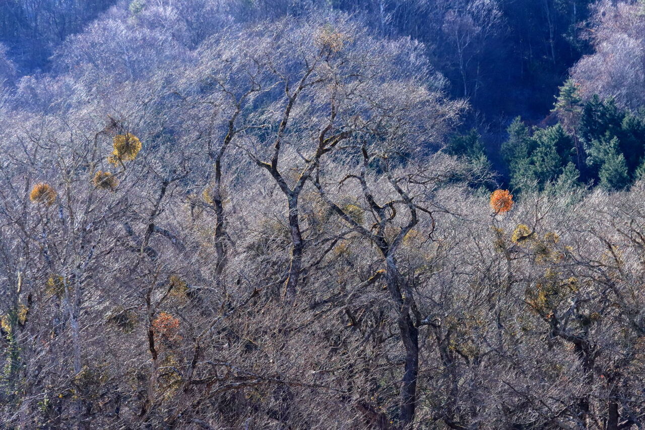 いつもありがとうございますo( ^_^ )o「森の木漏れ日」