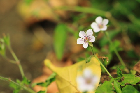 茂木20150920_曼珠沙華052