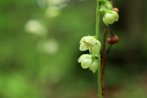 梅雨の晴れ間の里山散歩！（お花がいっぱい🌼）