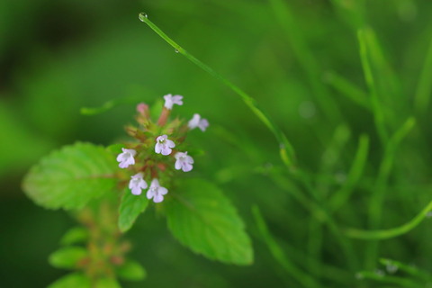 里山の森_2021.07.14_182