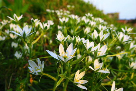 里山の森2016_0501_033