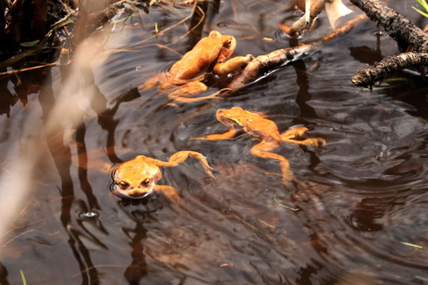 大沼園地で命の営みを見た（アズマヒキガエル）