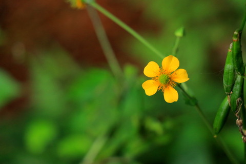 里山の森_2021.08.20_214