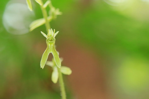 ミドリヒメフタバラン！