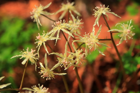 ウスギオウレンとの逢瀬を再び！