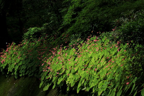 寺山観音寺_20.09.06_275