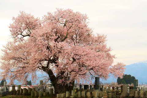 会津の桜旅（№5：無名の桜！）