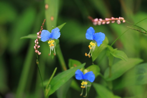 里山の森_20.09.21_039