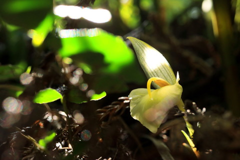 秋のお花へ移ろう里山散歩（喜連川丘陵！）