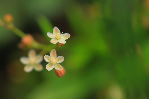 里山の森_2021.07.14_234