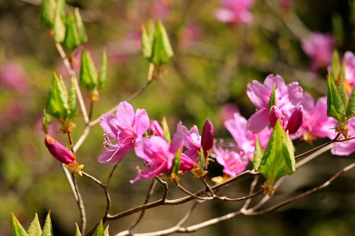 里山散歩 みちくさんぽ 人生道草散歩