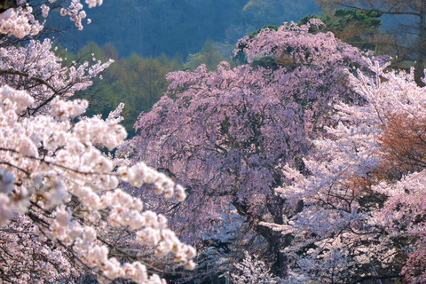 🌸最高に咲き誇っていました！（観音寺川の桜並木＆亀ヶ城公園）