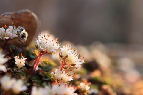 春霞に花が咲く（もみじの名所でハナネコノメ！）