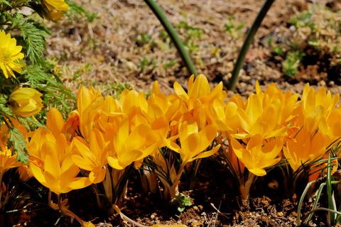 ほろ苦い春の香りで、庭先散歩！