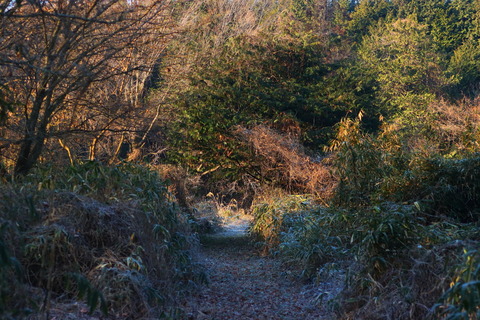 里山散歩_592_2023.01.13