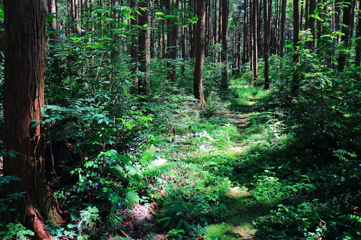 里山散策 木漏れ日の森の中は 虹色騒がしく ぅ みちくさんぽ 人生道草散歩 里山散策 木漏れ日の森の中は 虹色騒がしく ぅ みちくさんぽ 人生道草散歩