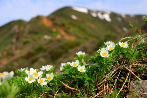 高山植物咲き乱れる南蔵王！（不忘山～屛風岳）