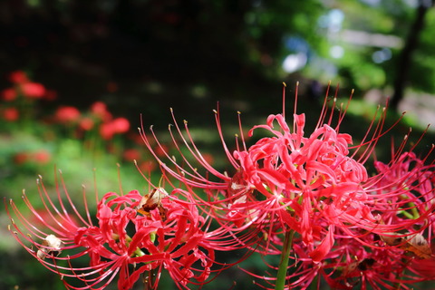 茂木20150920_曼珠沙華035