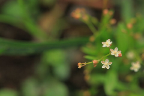 里山の森_2021.07.14_223