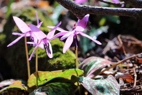 角田山20150402_067